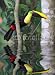 Wallmonkeys Peel and Stick Wall Decals - Tukan - Removable Graphic