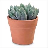 Decorative Aloe Vera Plant in Pot 36677-EN30