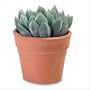 Decorative Aloe Vera - Style 36677