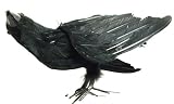 Season s Designs Halloween Decor 12-Inch Black Crow