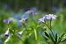 Fresh Flower - 24