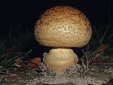Fungi Erupting Through the Soil of a Wetland Forest Floor, Australia Botanical Photographic Poster Print by Jason Edwards, 16x12