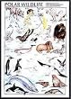 Art Poster Metal Framed Print - Polar Wildlife International Edition - Artist: Hobby Posters- Poster Size: 38 X 26