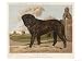An Aristocratic Mastiff in the Grounds of a Stately Home Animals Giclee Poster Print, 16x12
