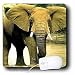 Wild animals - African Elephant - Mouse Pads