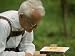 Ethologist Karl Von Frisch Testing the Ability of Bees to Perceive Color in His Home ...