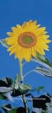 Sunflower PR1201 Wall Mural