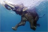 Elephant Underwater, 36x24