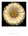 Harold Feinstein - AMBIANCE Size 14x11 by Harold Feinstein. ART PRINT Canvas Rolled.. 11.00 inches width by 14.00 inches height. Highest Quality Art Poster Print
