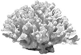 CAULIFLOWER CORAL MED NAT 12