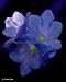 Linda Shier Moist Fresia 13 x 19 Glossy Print with Double Mat