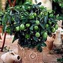 Dwarf Key Lime