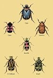 Beetles of Cape America Manilla N. Holland and Brazil #2 28x42 Giclee on Canvas