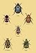 Beetles of Cape America Manilla N. Holland and Brazil #2 24x36 Giclee - Prints - 1795...