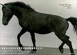 Horse Whisper―日本に生きる馬たち-