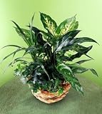 The FTD® Exotic Assortment