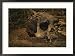 Close view of the fossilized skull of a Homo erectus found in Java Framed Art Poster Print by Kenneth Garrett, 29x21