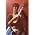 Thumbnail image of Jake Shimabukuro