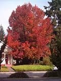IMAGE OF 3 Sweet Gum 1-2' bareroot tree