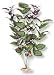 Blue Ribbon Pet Products Plant Rift Clustr Medium Plum