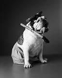 Bulldog Wearing Diving Mask, Snorkel and Swim Trunks - 24