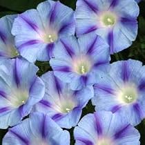 Light Blue Star Morning Glory 35 Seeds