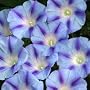 Light Blue Star Morning Glory 35 Seeds