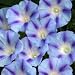 Light Blue Star Morning Glory 35 Seeds