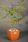 Fern Leaf Bonsai Bamboo Indoor/ Outdoor Houseplant in Square Bio Pot