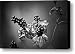 Gone to Seed Blackberry Lily Canvas Print / Canvas Art - Artist Teresa Mucha