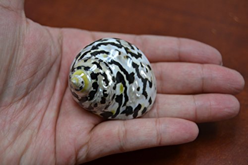 Polished Black Cyprea Pica Turbo Hermit Crab Sea Shell 1 1/2