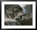 Alpha Male Gray Wolf Dominates a Deer Carcass Framed Art Poster Print by Jim And Jamie Dutcher, 31x25