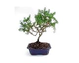 Rosemary Bonsai- Ships Via 2-Day Air!