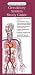 Circulatory System: Study Guide (Anatomical Chart Company's Illustrated Pocket Anatomy)