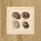 Canvas 'Shells on Rattan I' by Wild Apple Studio - image/canvas size w 30 cm x h 30 cm