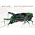The Very Quiet Cricket: Board Book