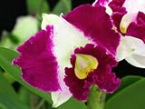 SC07 Orchid Plant Cattleya Lc Chan Hsin Jewel 'San Mei'