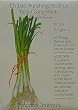 Bunching Onion Scallion Tokyo Long White Heirloom Seeds 500 Seeds