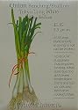 Bunching Onion Scallion Tokyo Long White Heirloom Seeds 500 Seeds