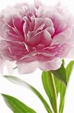 1art1 40545 Blumen - Rosa Pfingstrose Fototapete Poster-Tapete (175 x 115 cm)