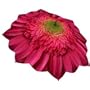 Pink Gerbera Daisy Flower Umbrella - Folding Compact Art Umbrella with Automatic Push Button Opening & Close