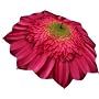 Gerbera Daisy Umbrella 46" arc, 100% Pongee cover Galleria