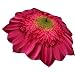 Gerbera Daisy Umbrella 46 arc, 100% Pongee cover Galleria