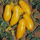 Banana Legs Tomato 25 Seeds