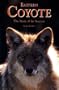 Eastern Coyote