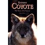 Eastern Coyote