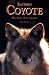 Eastern Coyote