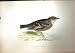 1851 British Bird Alpine Accentor Nature Colour Plate