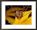 Close View of a Daddy Longlegs (Harvestman) Framed Art Poster Print by Darlyne A. Mur...
