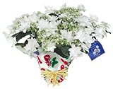 Heavenly Stars White Hydrangea Potted Plant
